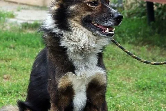Wigor - średniaczek szuka miłości, Mazowieckie, Nowy Dwór Mazowiecki