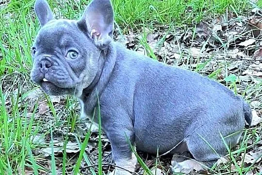 Buldog francuski suczki i pieki