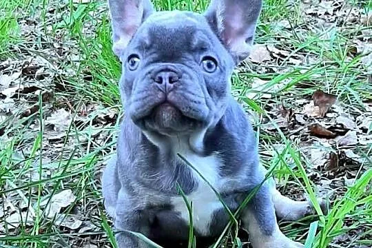 Buldog francuski suczki i pieki, Łódzkie, Pabianice