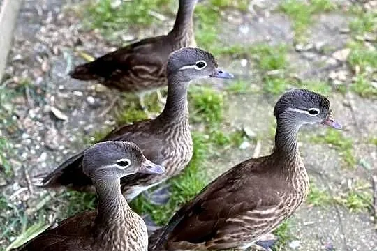 Sprzedam dwie pary kaczek mandarynek z tego roku, Małopolskie, Wieliczka