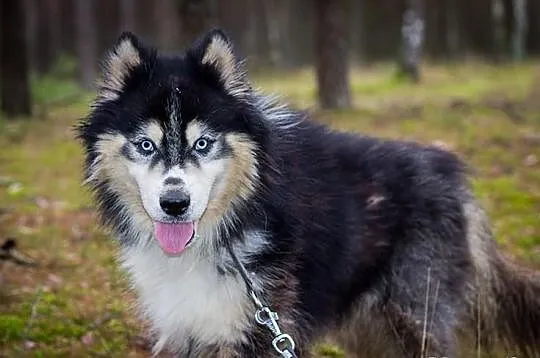 Harry - piekny husky szuka domu