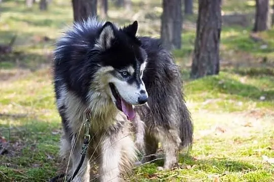 Harry - piekny husky szuka domu