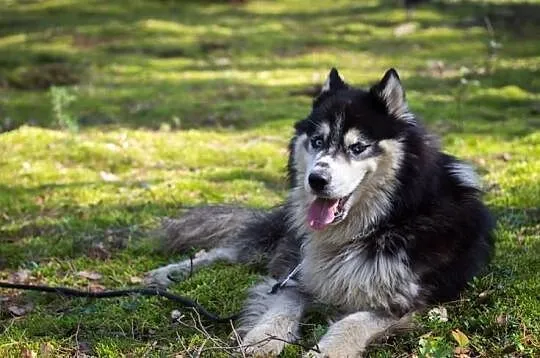 Harry - piekny husky szuka domu