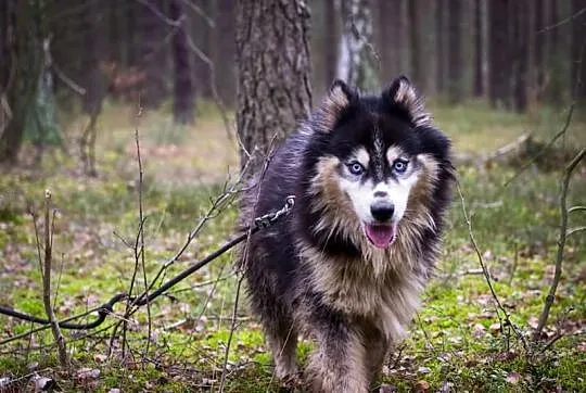 Harry - piekny husky szuka domu