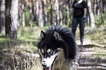 Harry - piekny husky szuka domu