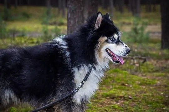 Harry - piekny husky szuka domu