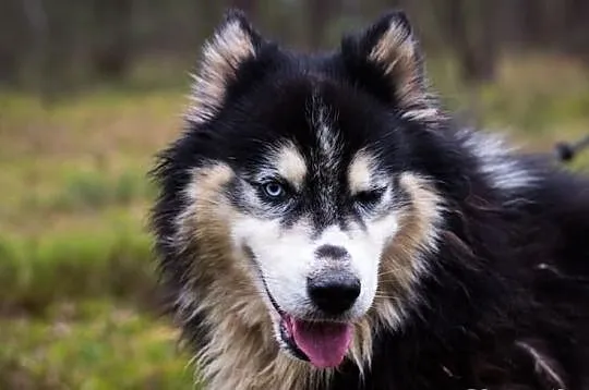 Harry - piekny husky szuka domu