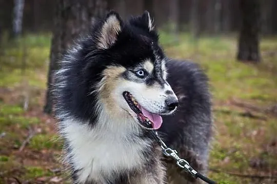 Harry - piekny husky szuka domu