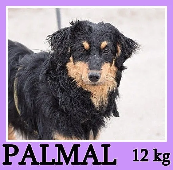 12 kg, do spokojnego domu, bez dzieci, sympatyczny