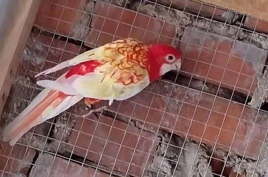Rozella białolica samica, Wielkopolskie, Lubiechowo