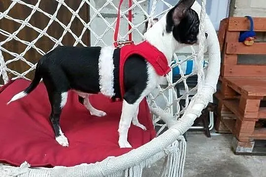 Piesek chihuahua biało czarny