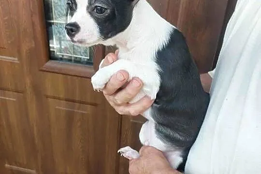 Piesek chihuahua biało czarny, Mazowieckie, Płońsk