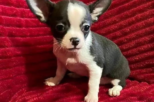 Piesek chihuahua biało czarny, Mazowieckie, Płońsk