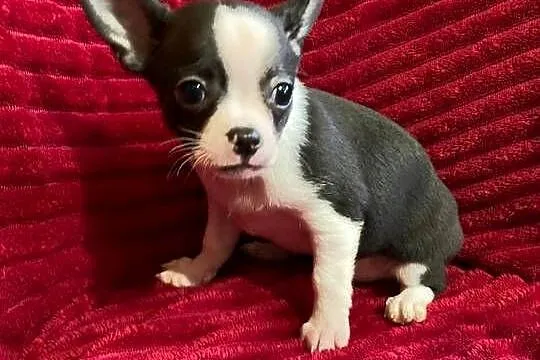 Piesek chihuahua biało czarny, Mazowieckie, Płońsk