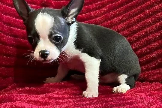 Piesek chihuahua biało czarny, Mazowieckie, Płońsk