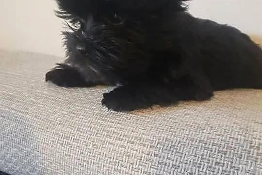 Yorkshire Terrier, Wielkopolskie, Słupca