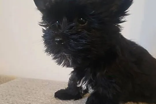 Yorkshire Terrier, Wielkopolskie, Słupca