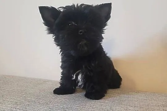 Yorkshire Terrier, Wielkopolskie, Słupca