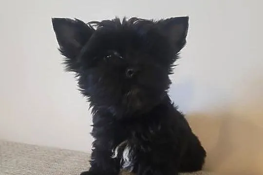 Yorkshire Terrier, Wielkopolskie, Słupca