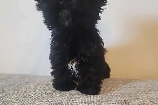 Yorkshire Terrier, Wielkopolskie, Słupca