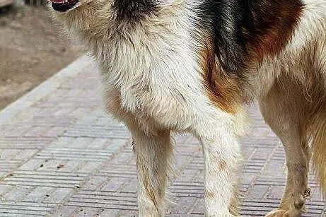 WOLTA elegancka, większa, zrównoważóna sunia