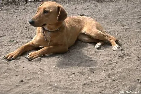 DORA młoda przerażona sunia szuka pilnie domu!!!, 