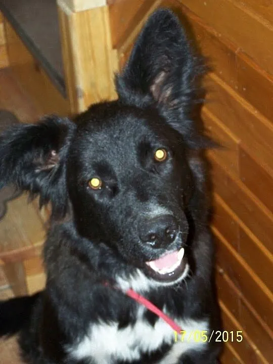 Jula zjawiskowo piękna sunia do adopcji