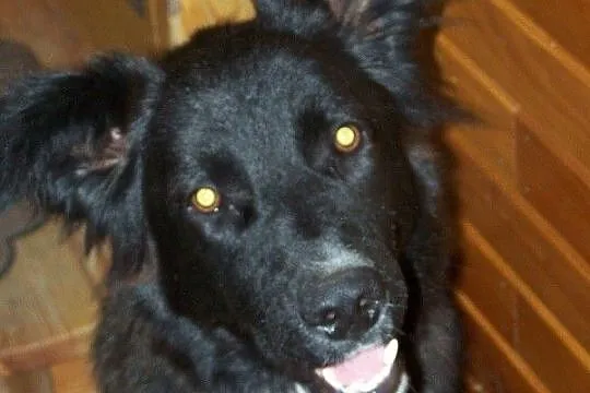Jula zjawiskowo piękna sunia do adopcji