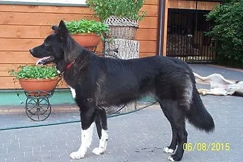 Jula zjawiskowo piękna sunia do adopcji