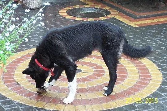 Jula zjawiskowo piękna sunia do adopcji