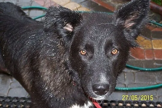 Jula zjawiskowo piękna sunia do adopcji