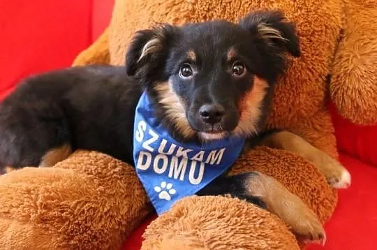 Axel, 4 miesięczne CUDO, piękny szczeniak wychowywany w domu
