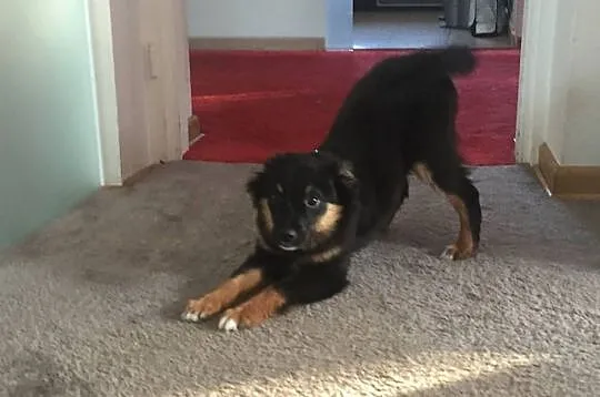 Axel, 4 miesięczne CUDO, piękny szczeniak wychowyw