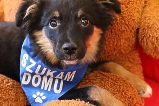 Axel, 4 miesięczne CUDO, piękny szczeniak wychowyw