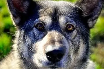 Bombur- łagodny, przyjacielski pies mix alaskan ma