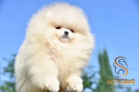 Szczenięta Pomeranian BOO typu „miś” | Szczenięta szpica miniaturowego (Pomeranian), Mazowieckie, Warszawa