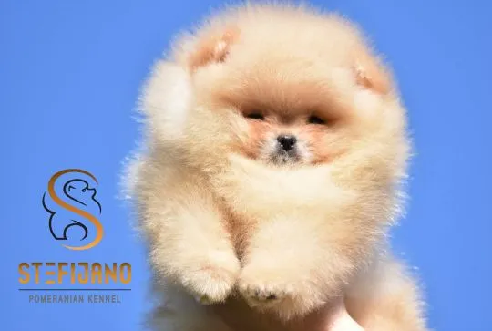 Szczenięta Pomeranian BOO typu „miś” | Szczenięta szpica miniaturowego (Pomeranian), Mazowieckie, Warszawa