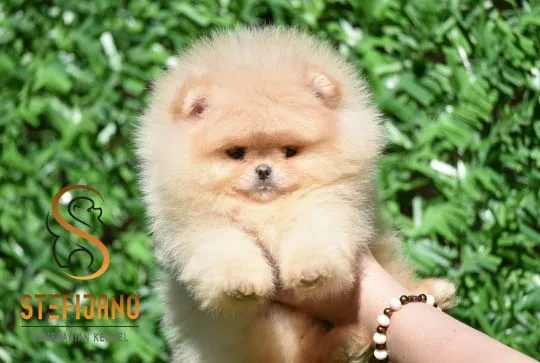 Szczenięta Pomeranian BOO typu „miś” | Szczenięta szpica miniaturowego (Pomeranian), Mazowieckie, Warszawa