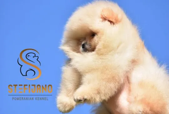 Szczenięta Pomeranian BOO typu „miś” | Szczenięta szpica miniaturowego (Pomeranian), Mazowieckie, Warszawa