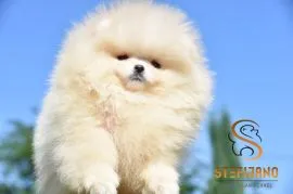 Szczenięta Pomeranian BOO typu „miś” | Szczenięta szpica miniaturowego (Pomeranian)
