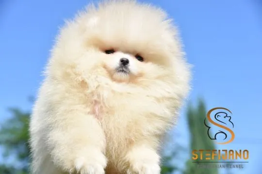 Szczenięta Pomeranian BOO typu „miś” | Szczenięta szpica miniaturowego (Pomeranian), Mazowieckie, Warszawa