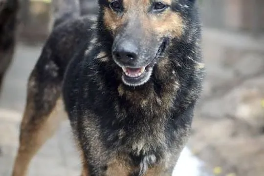 Porzucona Sonia, grzeczna, bezkonfliktowa - niezwy