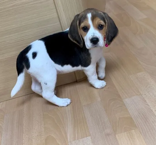 Szczeniaki beagle.   Kontakt tylko przez WhatsApp +37065391730 lub e-mail Princebeasoh@gmail.com, Śląskie, Katowice