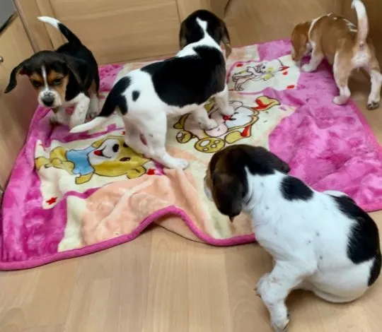 Szczeniaki beagle.   Kontakt tylko przez WhatsApp +37065391730 lub e-mail Princebeasoh@gmail.com, Śląskie, Katowice