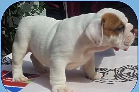 .....Buldog Angielski ...