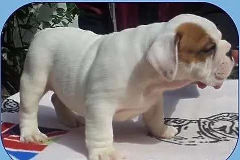 .....Buldog Angielski ...