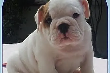 .....Buldog Angielski ...