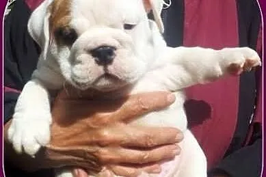 .....Buldog Angielski ...