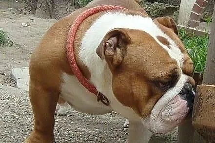 .....Buldog Angielski ...