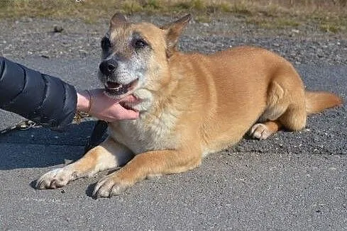 Kaja-spokojna, delikatna sunia, ,  mazowieckie Warszawa, Mazowieckie, Warszawa